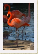 DSC_3993 Flamingo * 500 x 750 * (184KB)